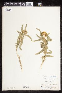 Asclepias lanuginosa image