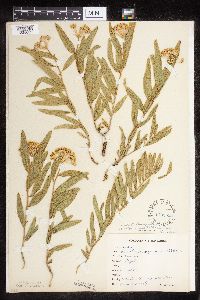 Asclepias lanuginosa image