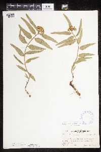 Asclepias lanuginosa image