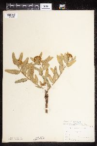 Asclepias lanuginosa image