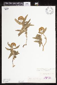 Asclepias lanuginosa image