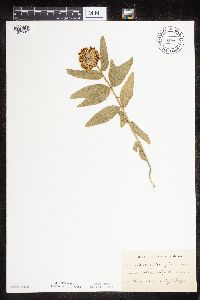 Asclepias lanuginosa image