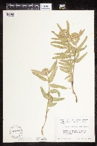 Asclepias lanuginosa image