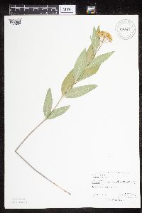 Asclepias ovalifolia image