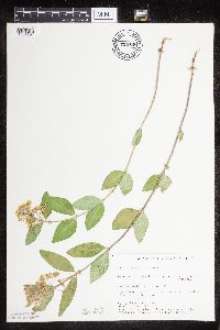 Asclepias ovalifolia image