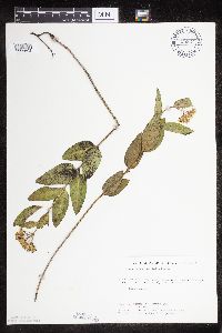 Asclepias ovalifolia image