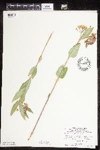 Asclepias ovalifolia image