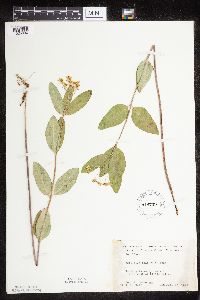 Asclepias ovalifolia image