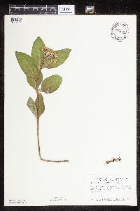 Asclepias ovalifolia image