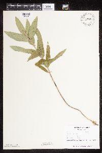 Asclepias ovalifolia image