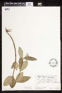 Asclepias ovalifolia image