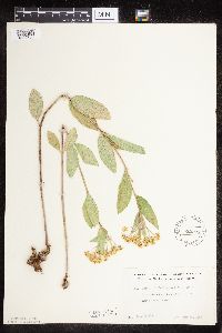 Asclepias ovalifolia image