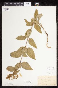 Asclepias ovalifolia image