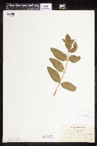 Asclepias ovalifolia image