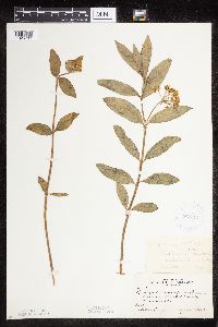 Asclepias ovalifolia image