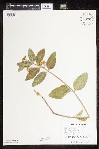 Asclepias ovalifolia image