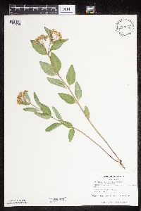 Asclepias ovalifolia image