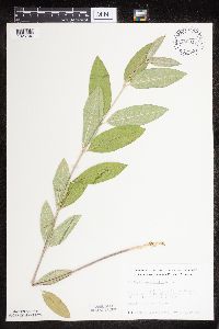 Asclepias ovalifolia image