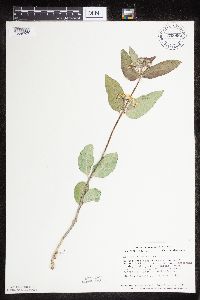 Asclepias ovalifolia image