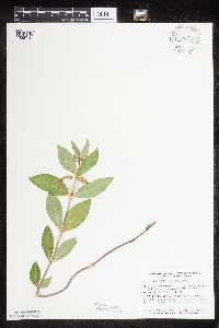 Asclepias ovalifolia image