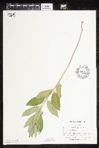 Asclepias ovalifolia image