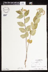 Asclepias ovalifolia image