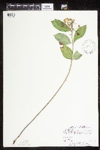 Asclepias ovalifolia image