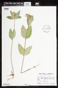 Asclepias ovalifolia image