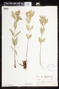 Asclepias ovalifolia image