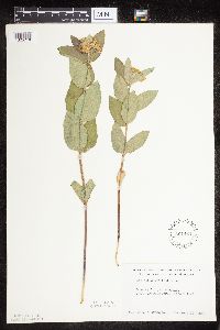 Asclepias ovalifolia image