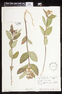Asclepias ovalifolia image