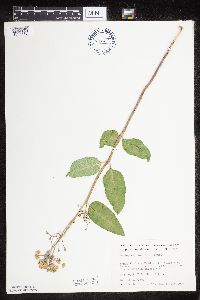 Asclepias ovalifolia image