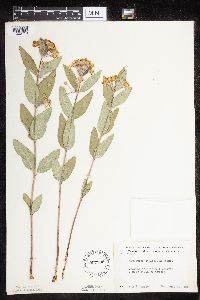 Asclepias ovalifolia image