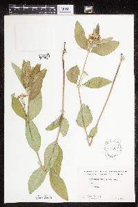 Asclepias ovalifolia image