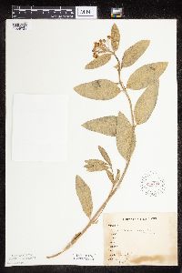 thumbnail image of current specimen