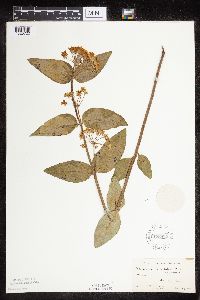 Asclepias ovalifolia image