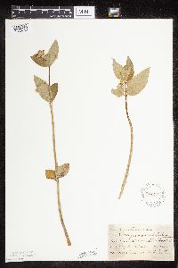 Asclepias ovalifolia image