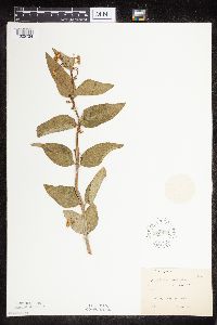 Asclepias ovalifolia image