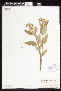 Asclepias ovalifolia image
