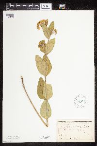 Asclepias ovalifolia image