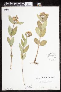 Asclepias ovalifolia image