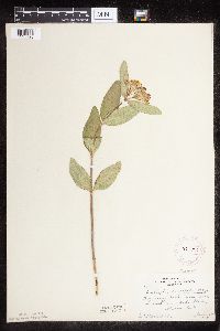 Asclepias ovalifolia image