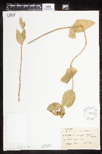 Asclepias ovalifolia image