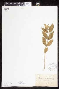 Asclepias ovalifolia image