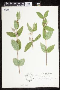 Asclepias ovalifolia image