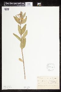 Asclepias ovalifolia image