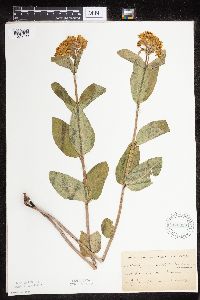 Asclepias ovalifolia image