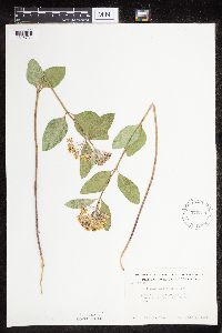 Asclepias ovalifolia image