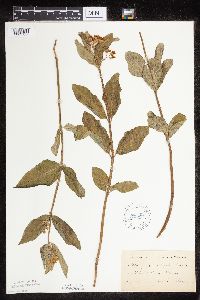 Asclepias ovalifolia image