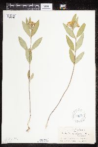 Asclepias ovalifolia image